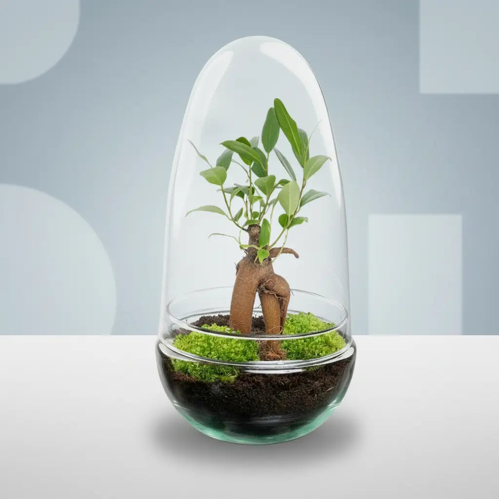 Flaschengarten Egg Bonsai kaufen – Geschlossenes Ökosystem
