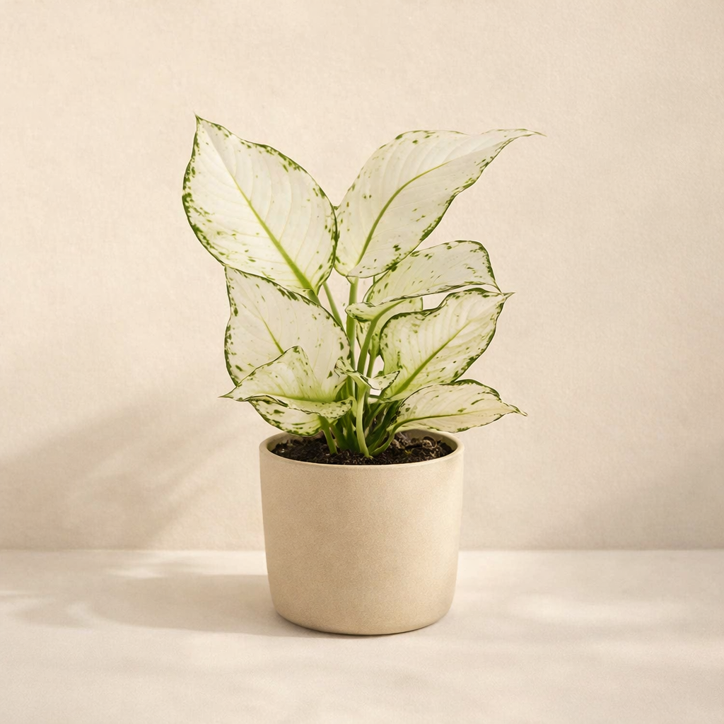 Aglaonema White Joy