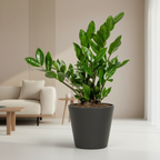 Zamioculcas Zamiifolia Ø17cm-↕40-50cm Everspring