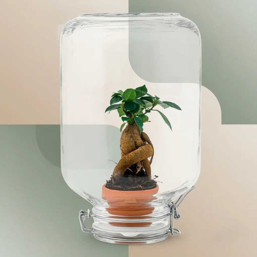 Easyplant - Ficus Ginseng Bonsai Everspring