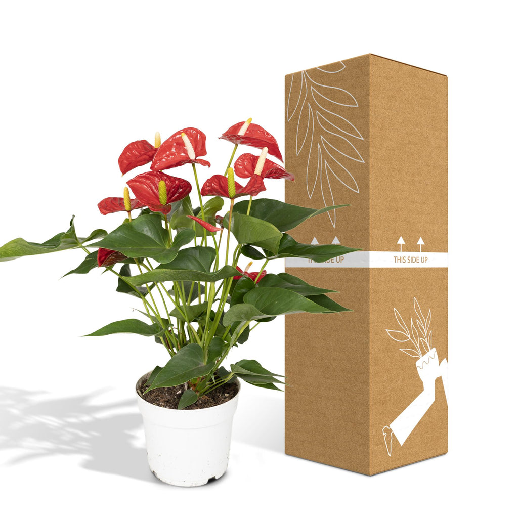 Anthurium Red