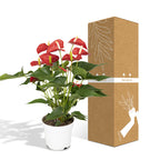 Anthurium Red