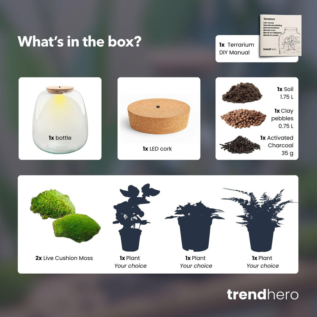 Pflanzen-Terrarium – Emma – DIY-Set – Ø23cm-↕25cm – Efeu Weiß Everspring