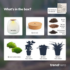 Pflanzen-Terrarium – Emma – DIY-Set – Ø23cm-↕25cm – Efeu Weiß Everspring