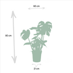 Urban Jungle Set – Monstera, Alocasia & Strelitzia