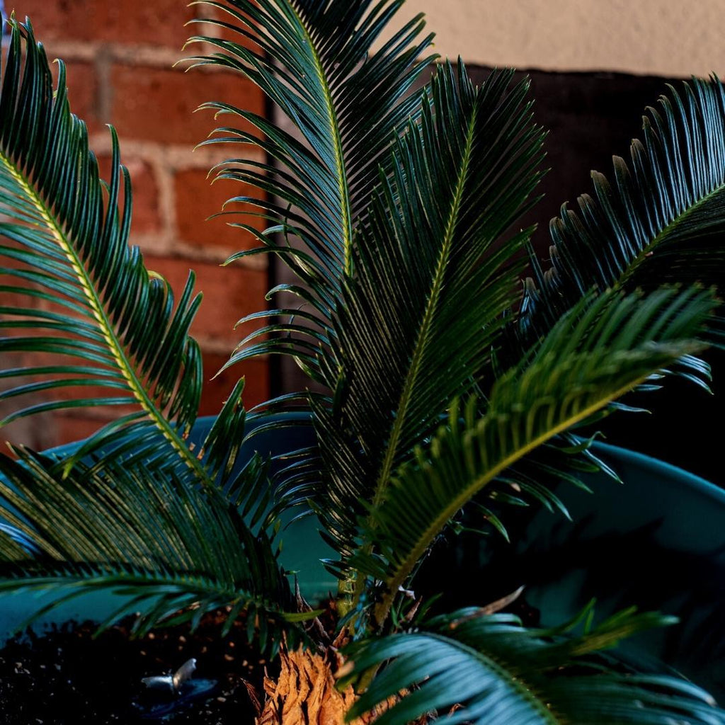 Culvita - Mediterrane Blumenerde 40Liter inklusive RhizoPlus - Blumenerde für mediterrane Pflanzen u.a. geeignet für Olivenbäume, Zitruspflanzen und Palmen Everspring