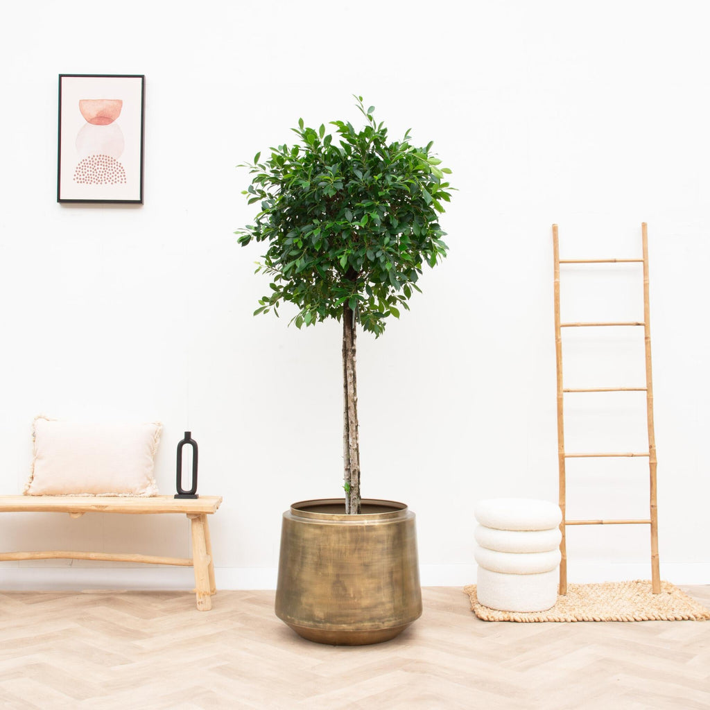 Topf Indigo Vintage Gold - Ø46cm-↕41cm Everspring