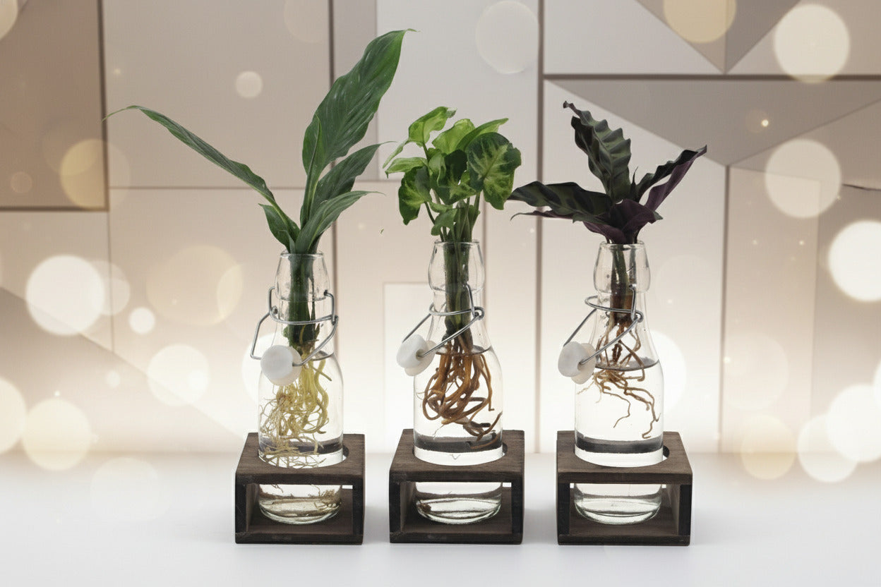 Intenz Mix in Ann Glas (weiße Kappe) + Naturel Single - 3 Stücke - Ø7cm-↕25cm Everspring