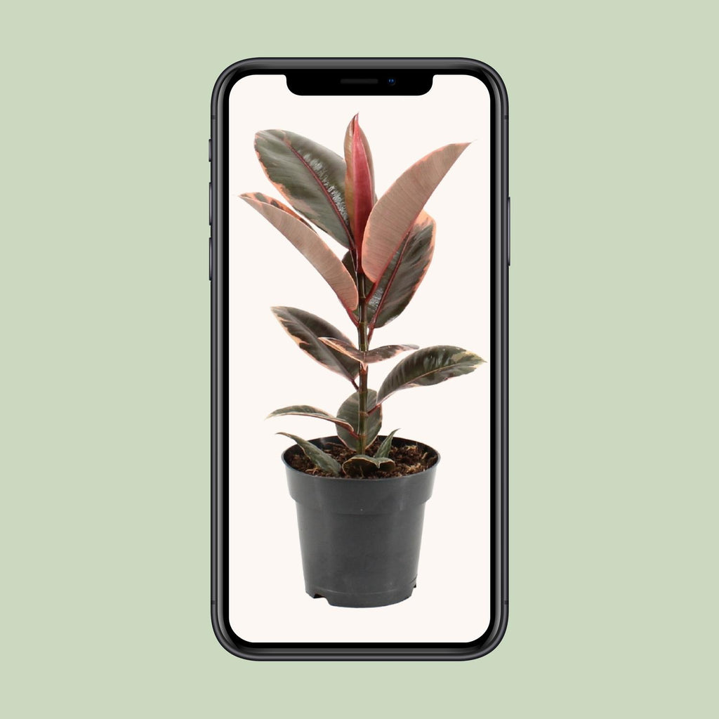 Ficus Elastica Belize – Gummipflanze