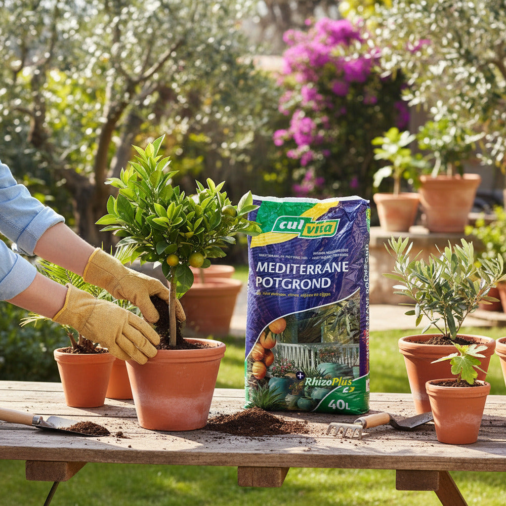Culvita - Mediterrane Blumenerde 40Liter inklusive RhizoPlus - Blumenerde für mediterrane Pflanzen u.a. geeignet für Olivenbäume, Zitruspflanzen und Palmen Everspring