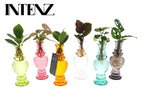 Zimmerpflanzen Mix in Venice Glas - 6 Stück - Ø7cm-↕20cm Everspring