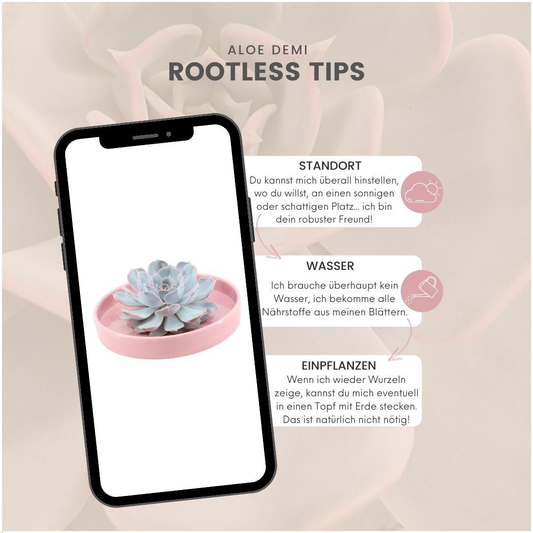 ROOTLESS Succulent Echeveria Lilacina in Schale 'Rosa' Ø20cm-↕5cm Everspring