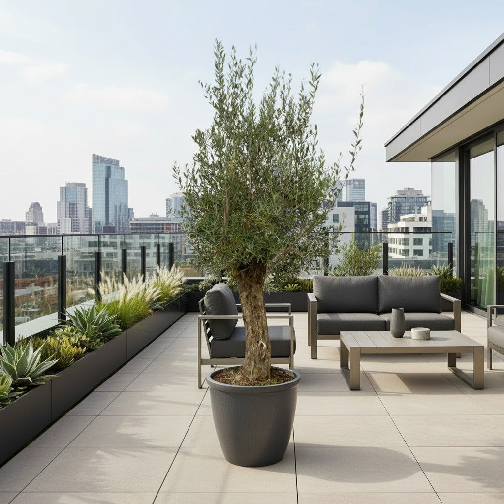 Olea Europaea Bonsai - Ø65cm-↕250cm Everspring