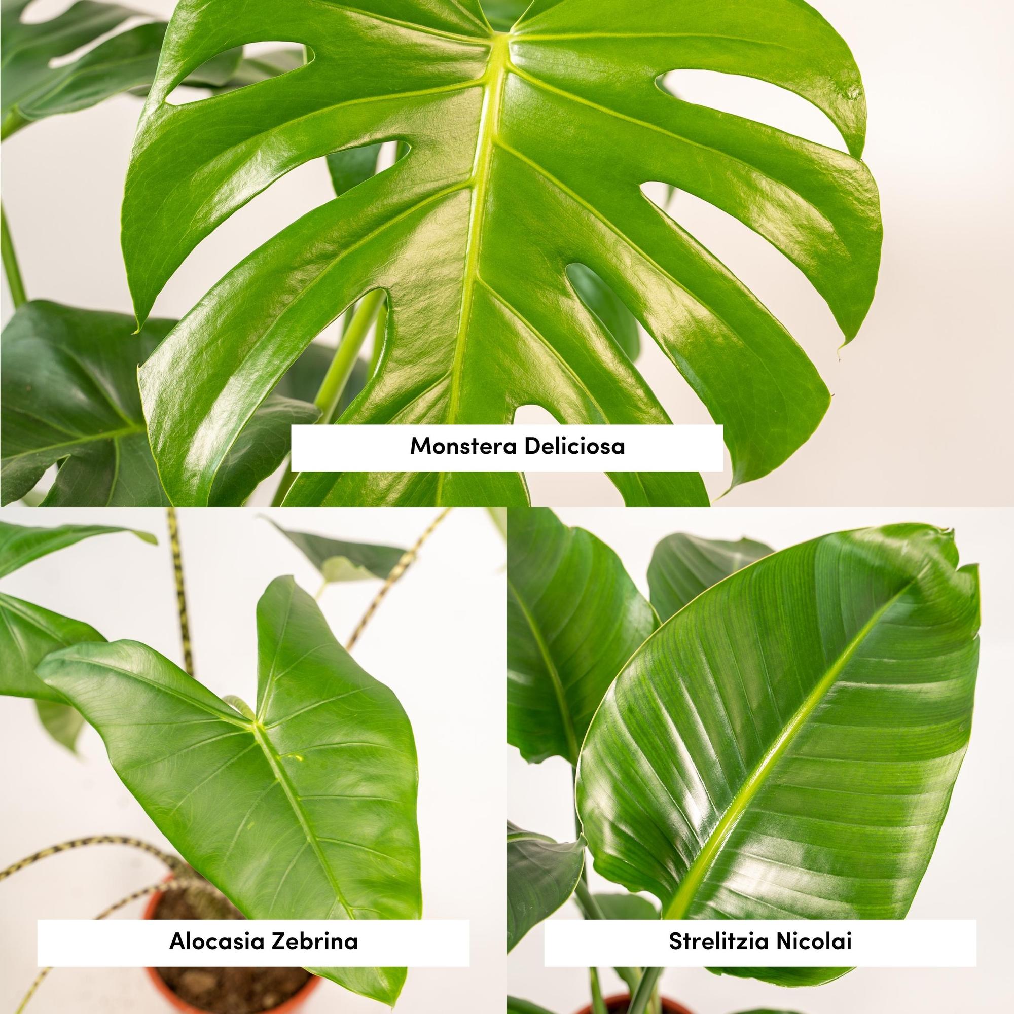 Urban Jungle Set – Monstera, Alocasia & Strelitzia