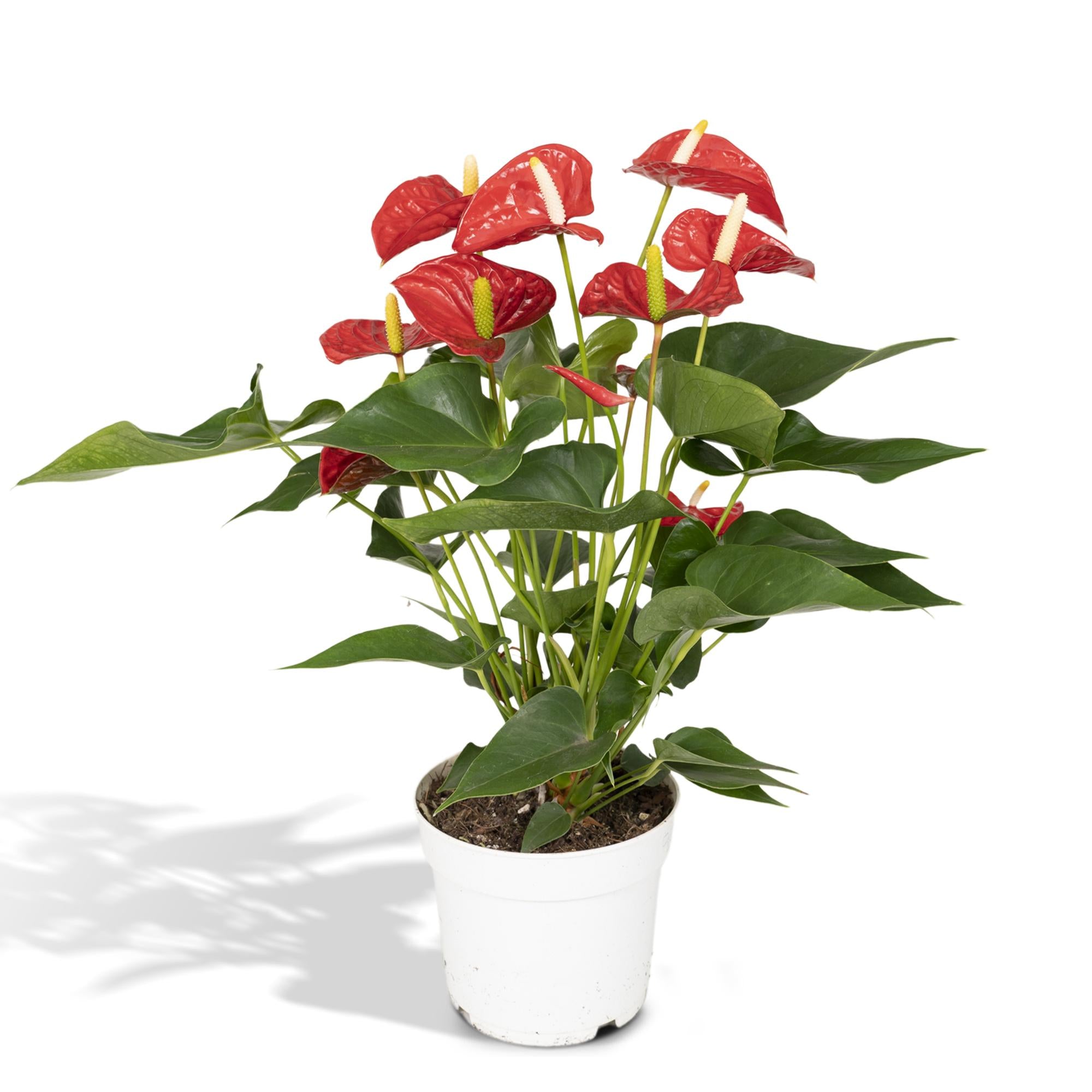 Anthurium Red