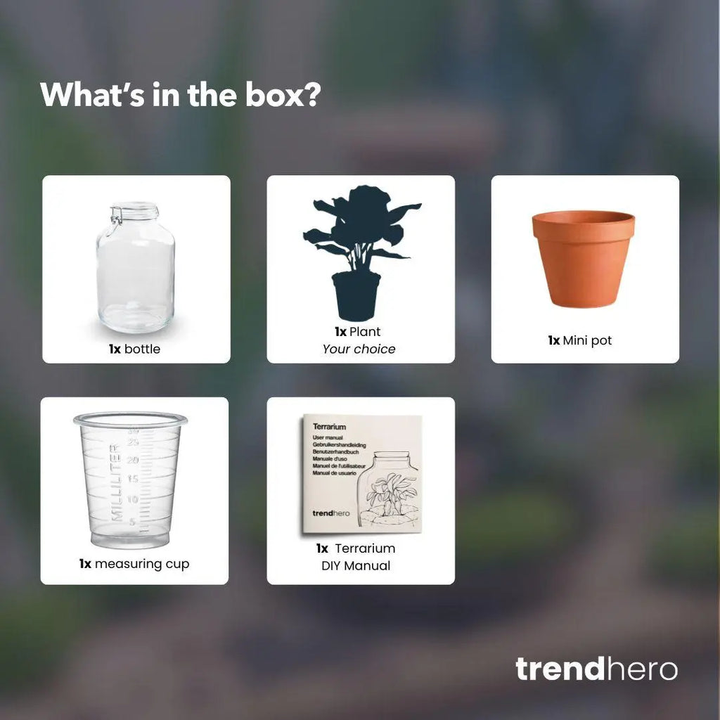 Easyplant - Calathea makoyana Everspring