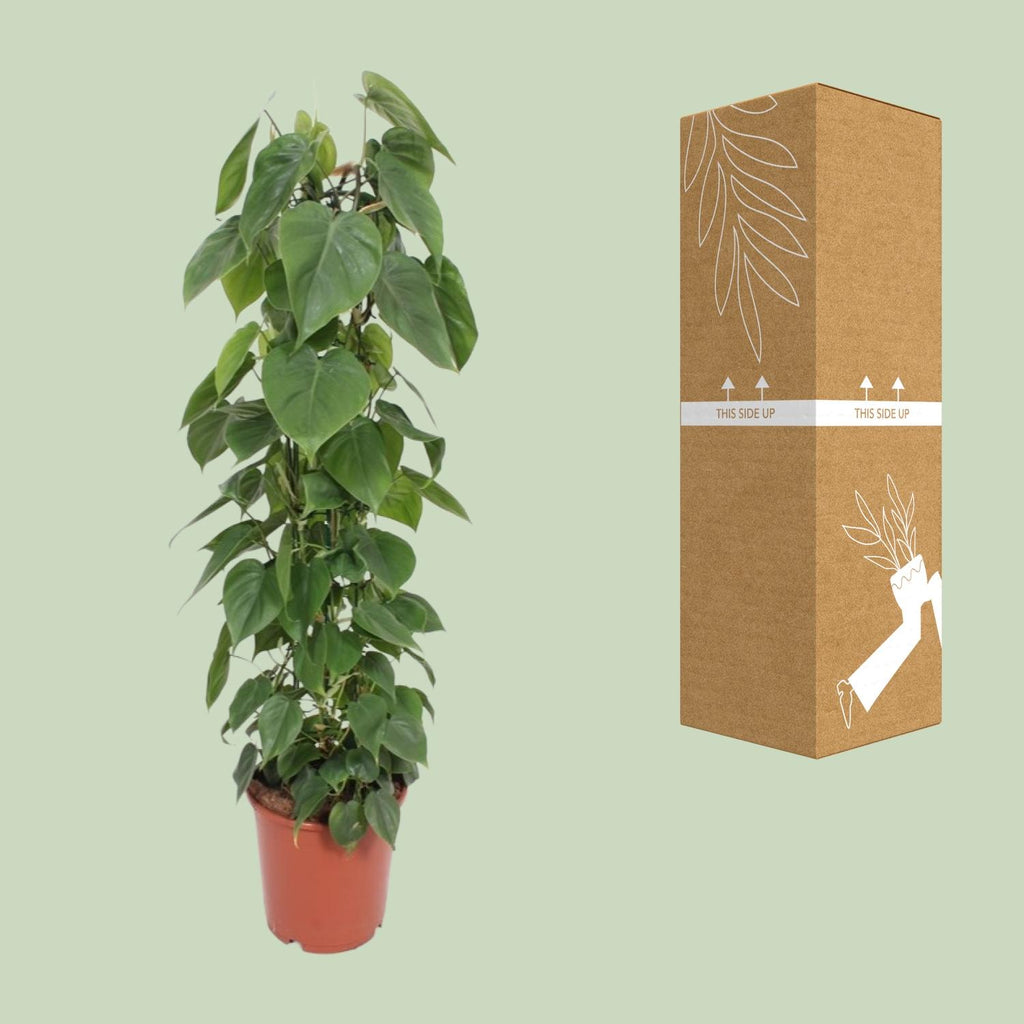 Philodendron Scandens