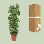 Philodendron Scandens
