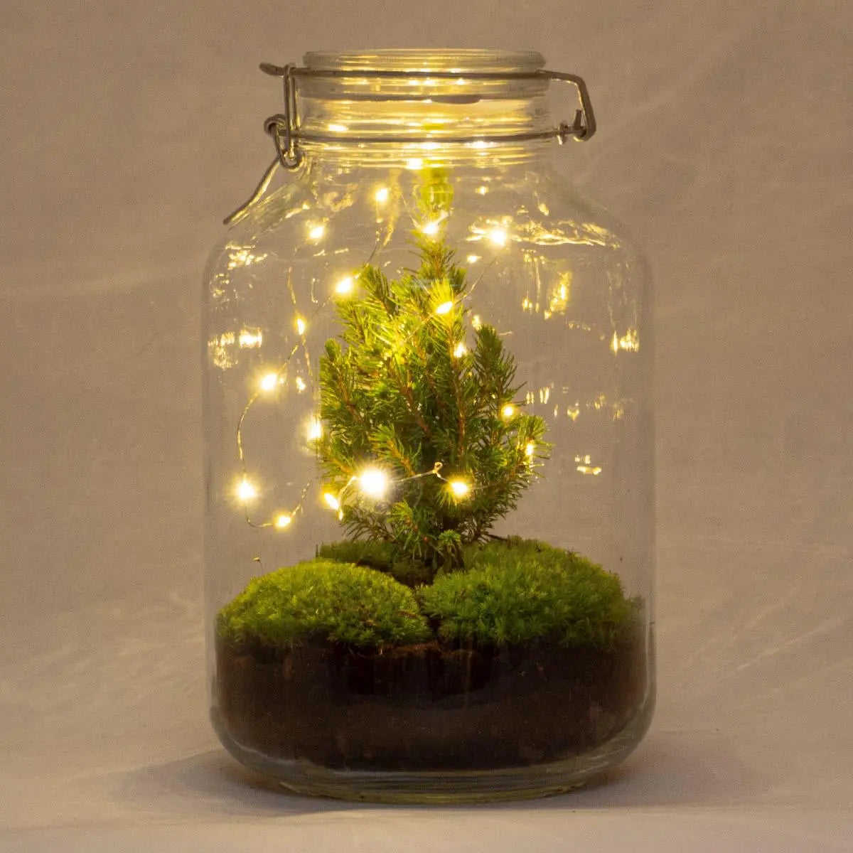DIY Flaschengarten - Jar Christma - ↕28cm Everspring