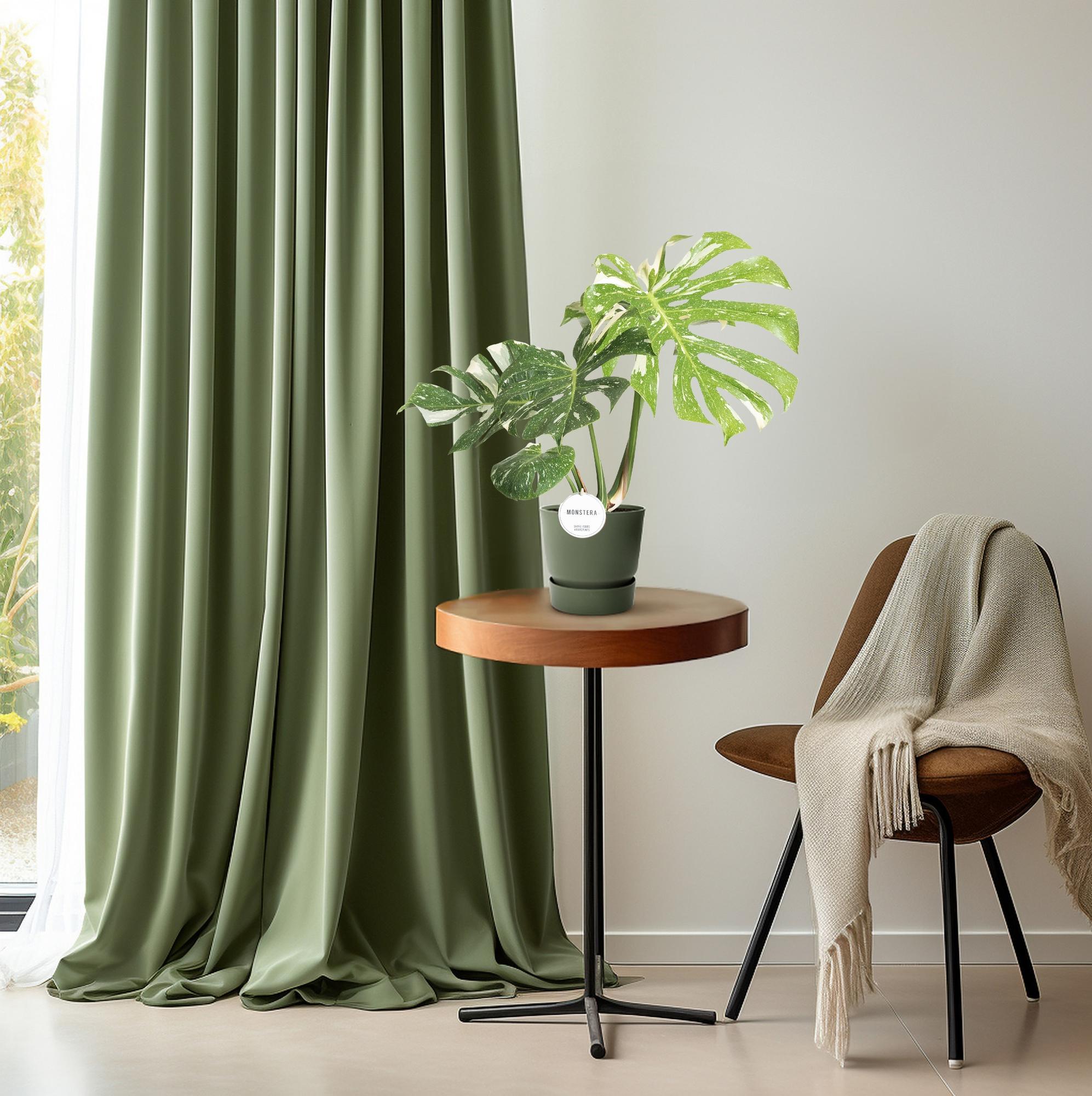 Monstera Thai Constellation - Ø15cm-↕40-50cm Everspring