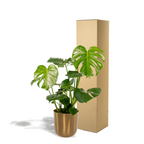 Monstera Deliciosa + Topf Mayk Gold