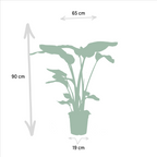 Urban Jungle Set – Monstera, Alocasia & Strelitzia