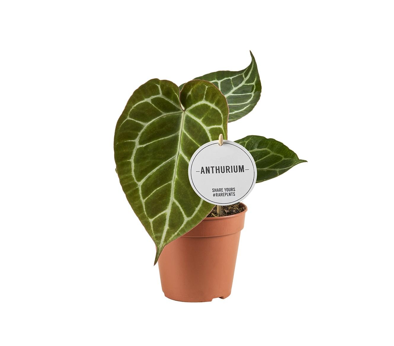 Anthurium Crystallinum - Ø12cm-↕20cm Everspring