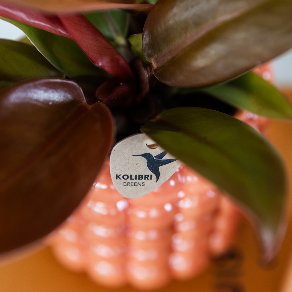 Kolibri Orchids – Poppy Orange Set