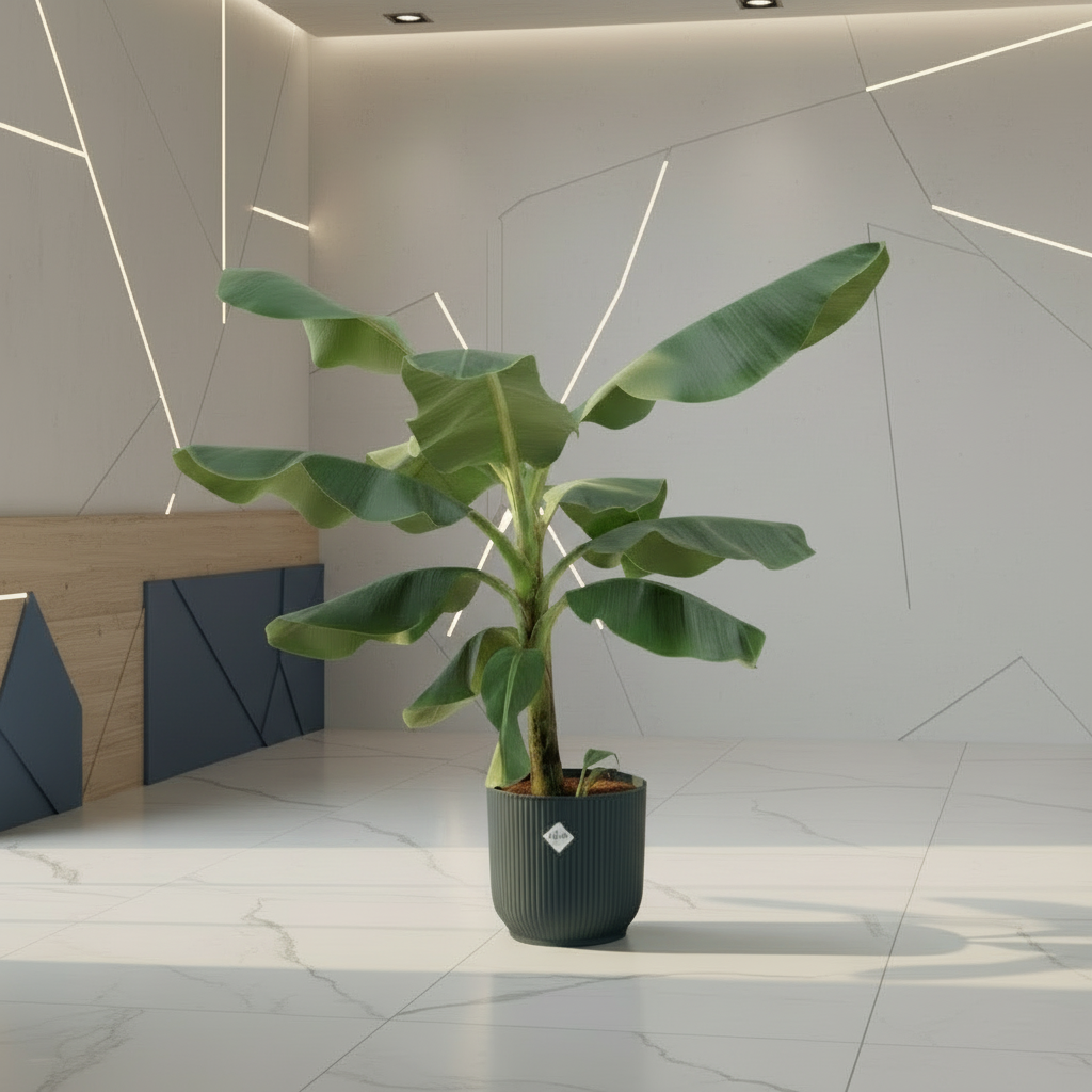 Kombi-Set – Bananenpflanze (Musa) + Topf ELHO Vibes Fold Round – Blau – Ø22cm–↕100cm Everspring