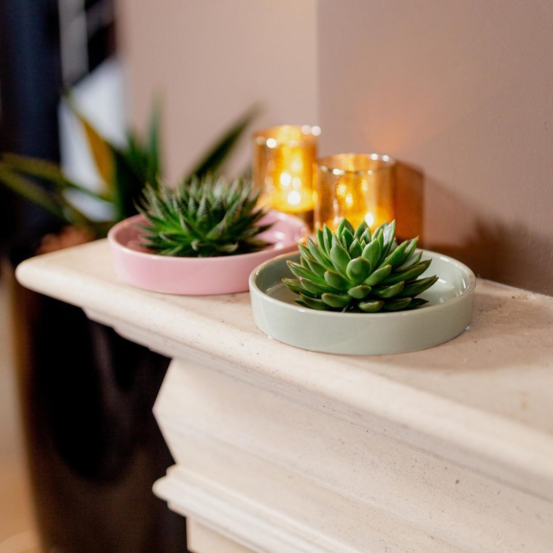 ROOTLESS Succulent Echeveria Lilacina in Schale 'Rosa' Ø20cm-↕5cm Everspring