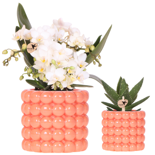 Kolibri Orchids – Poppy Orange Set