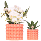 Kolibri Orchids – Poppy Orange Set