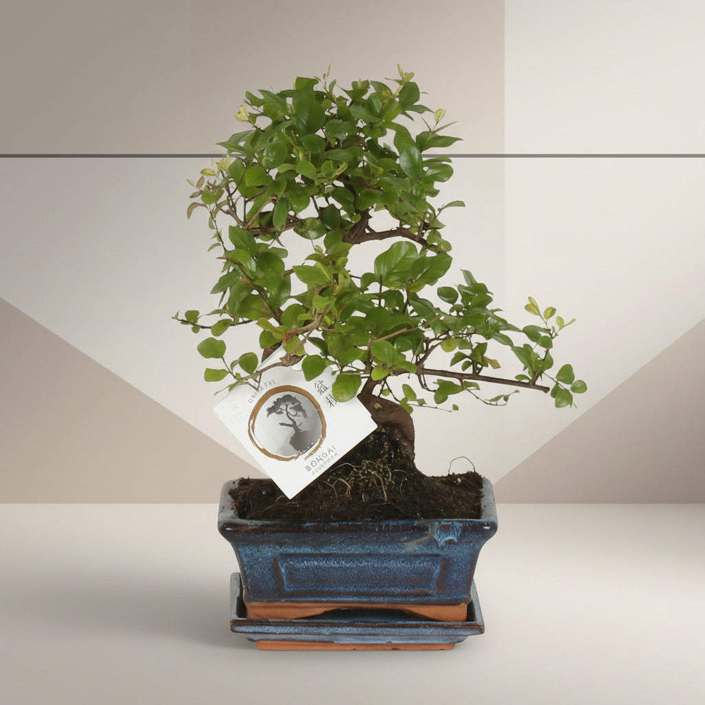 Bonsai 'Sageretia' S - vorm Ø15cm-↕15cm Everspring