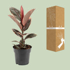 Ficus Elastica Belize – Gummipflanze