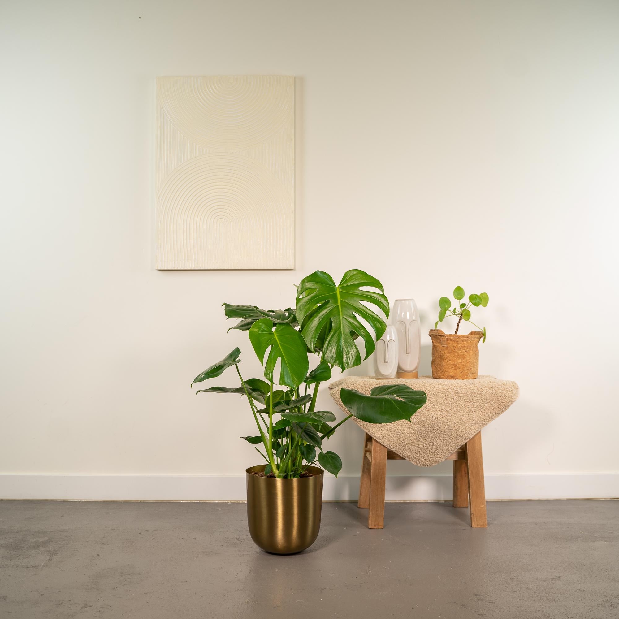 Monstera Deliciosa + Topf Mayk Gold