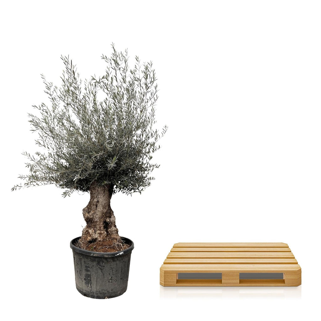 Olea Europaea Bonsai - Ø80cm-↕270cm Everspring