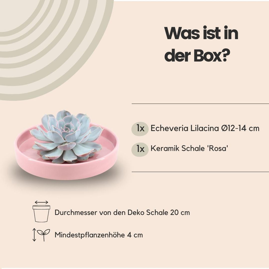 ROOTLESS Succulent Echeveria Lilacina in Schale 'Rosa' Ø20cm-↕5cm Everspring