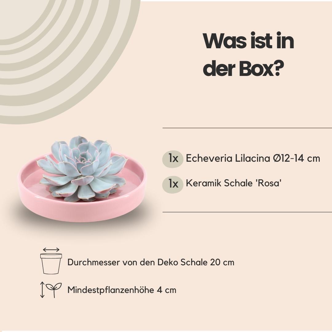 ROOTLESS Succulent Echeveria Lilacina in Schale 'Rosa' Ø20cm-↕5cm Everspring