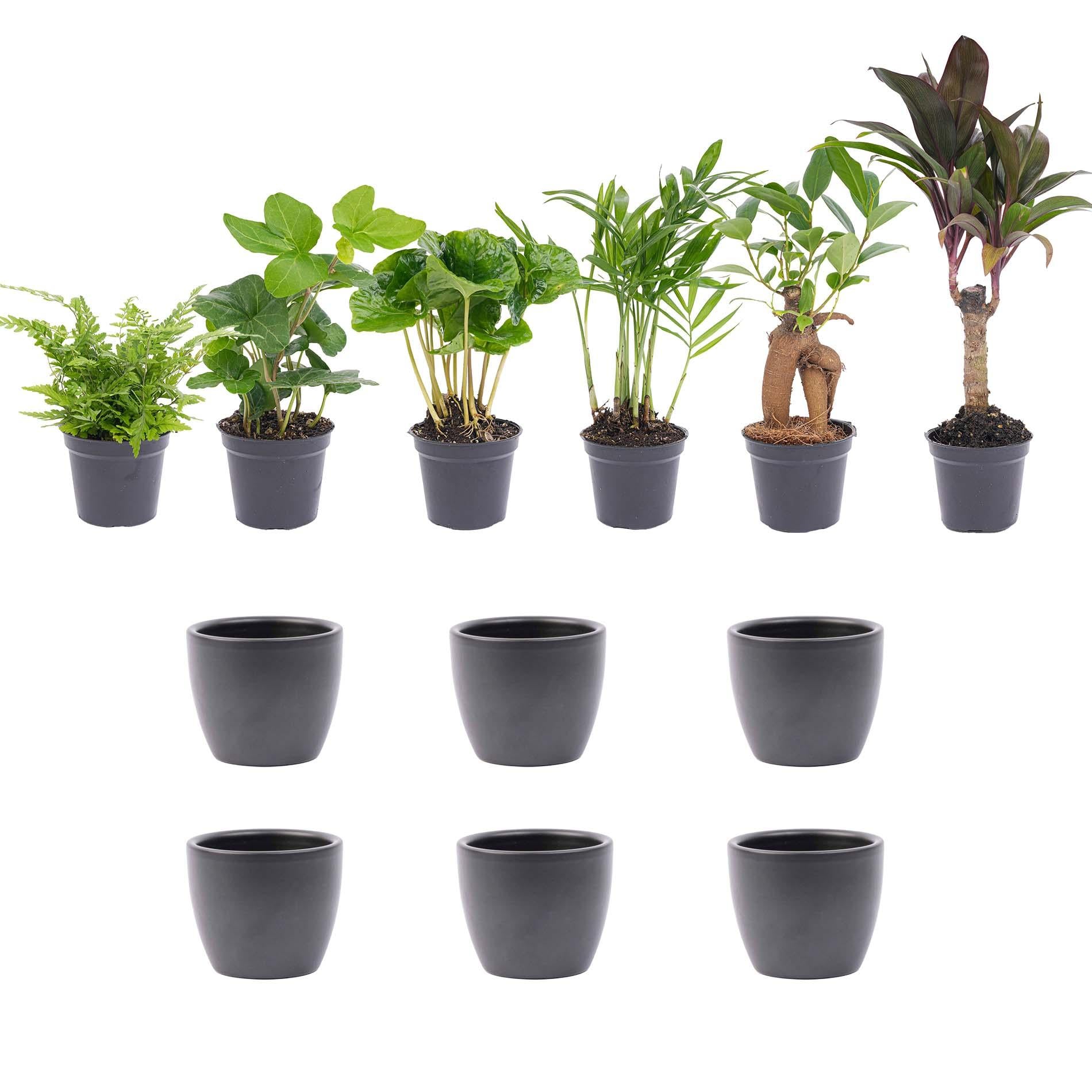 Urban Jungle 6er-Set