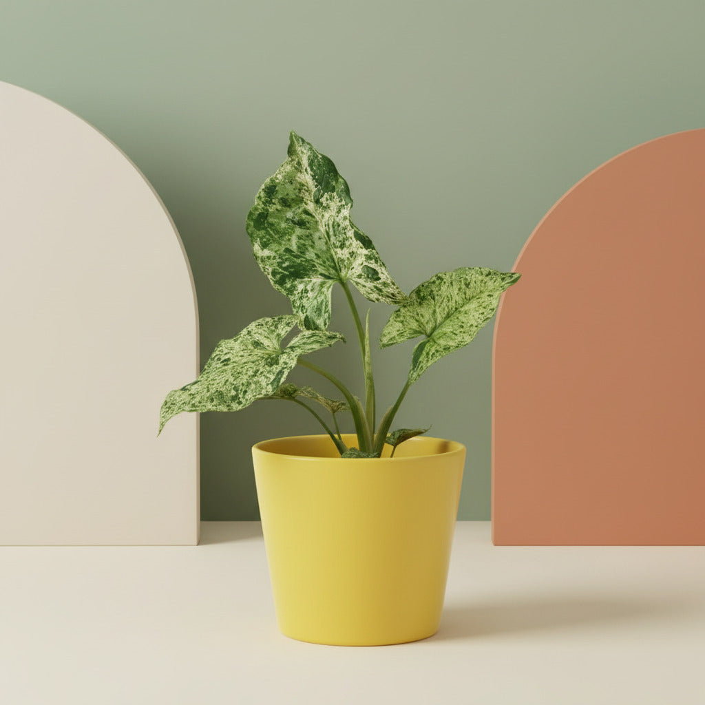 Syngonium Mottled - Ø6cm-↕15cm Everspring