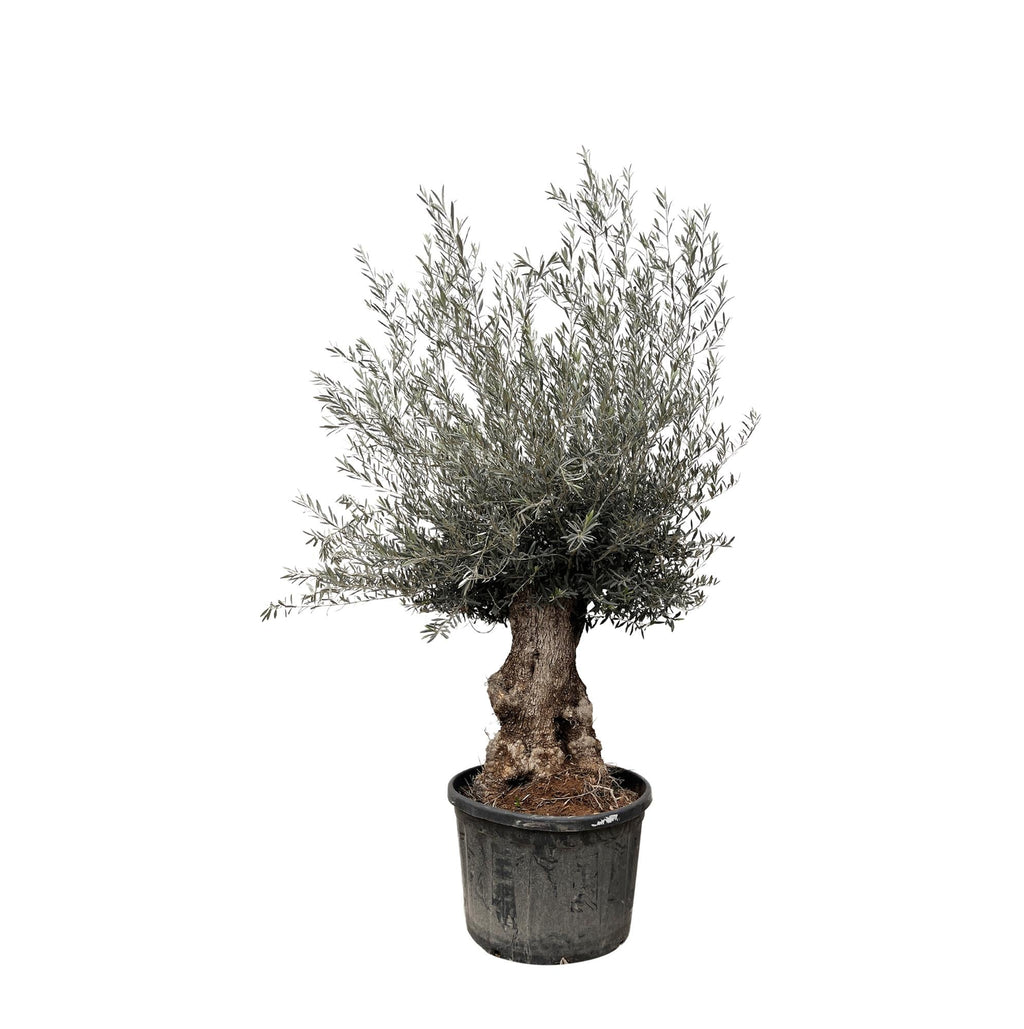 Olea Europaea Bonsai - Ø80cm-↕270cm Everspring