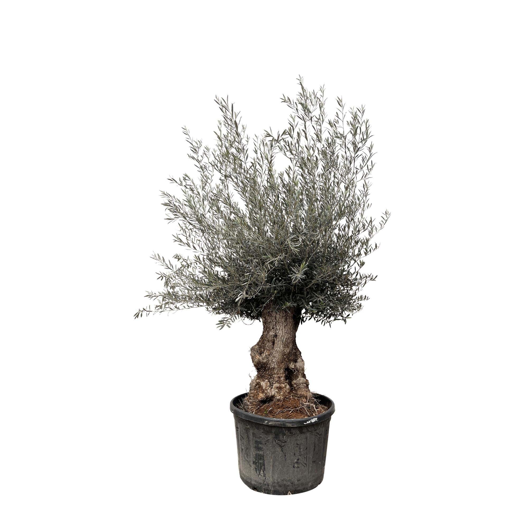 Olea Europaea Bonsai - Ø80cm-↕270cm Everspring