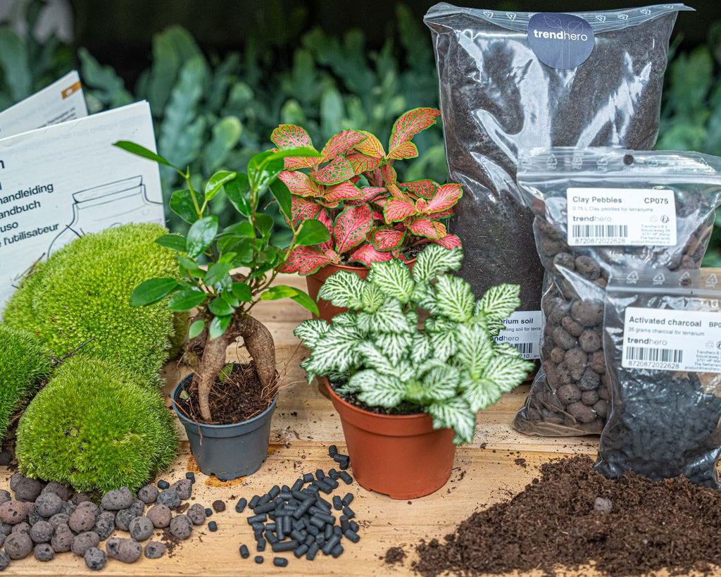 Pflanzen-Terrarium Nachfüll- & Starterpaket – Ficus Ginseng Bonsai Everspring
