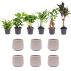 Urban Jungle 6er - Set