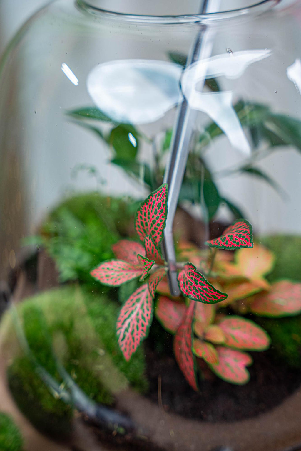 Terrarium-Pinzette – Metall ↔26cm Everspring