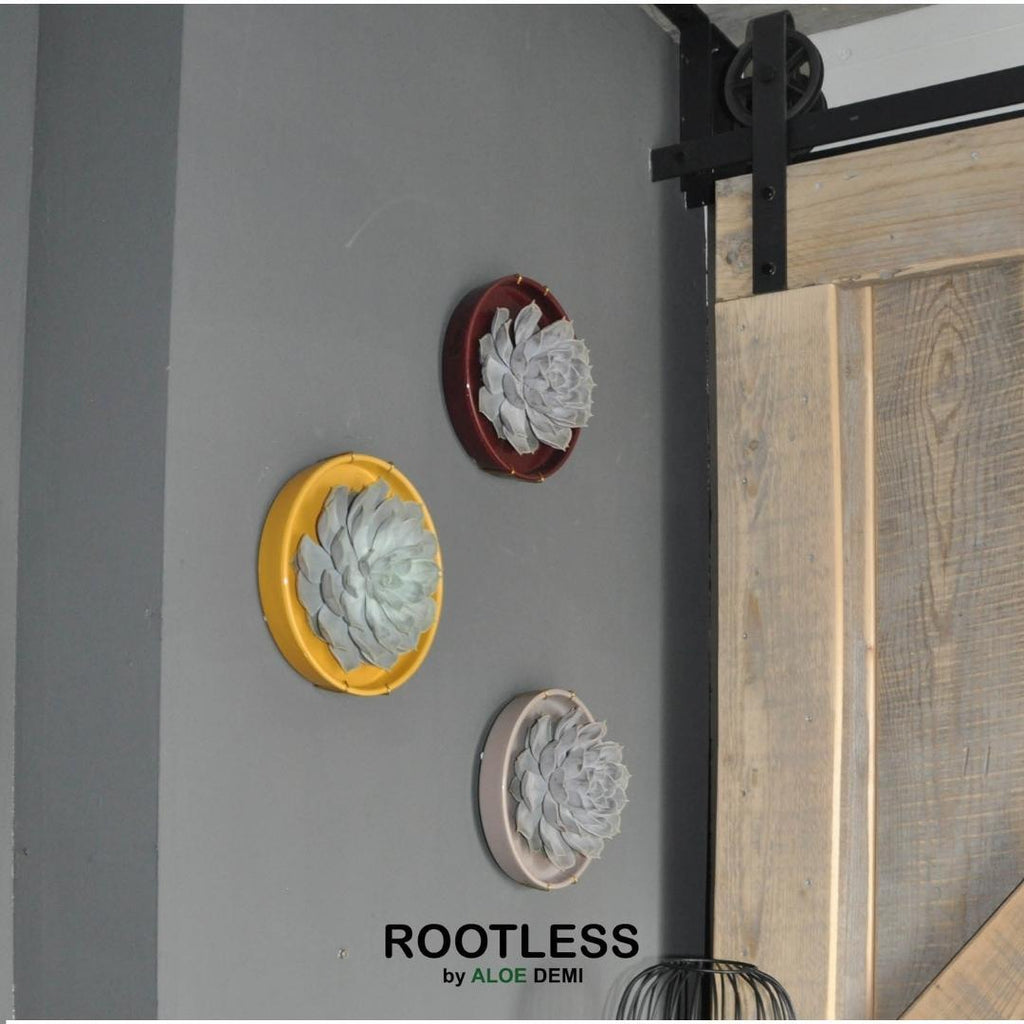 ROOTLESS Succulent Echeveria Lilacina in Schale 'Rosa' Ø20cm-↕5cm Everspring