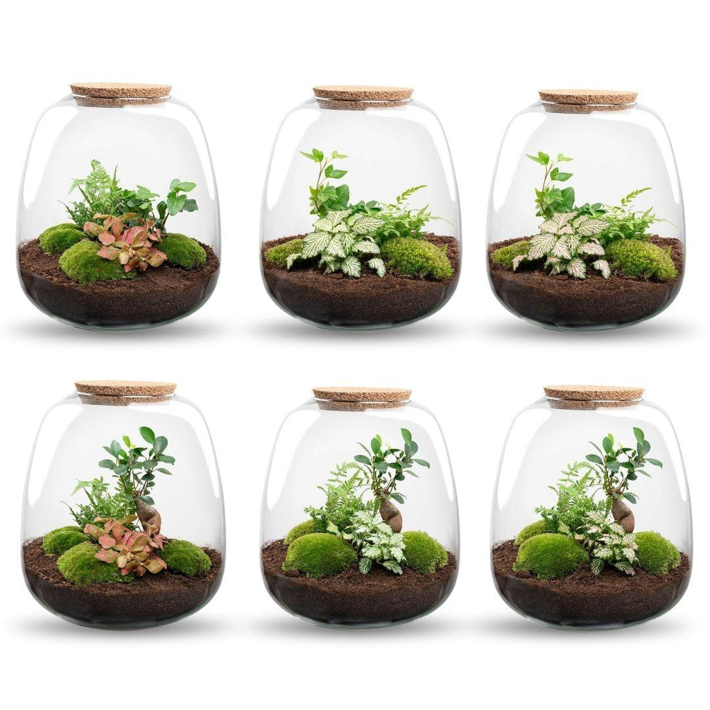 Pflanzen-Terrarium – Emma – DIY-Set – Ø23cm-↕25cm – Efeu Weiß Everspring