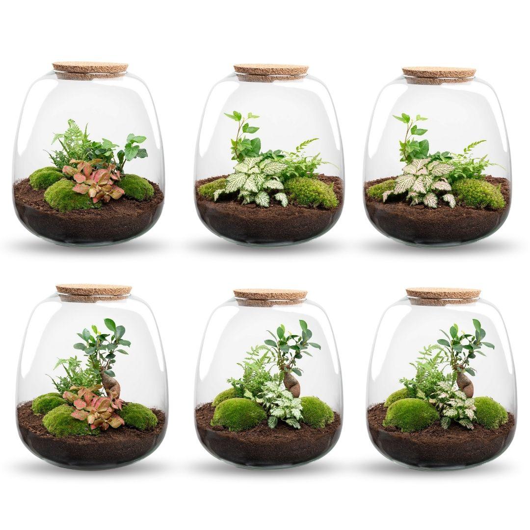 Pflanzen-Terrarium – Emma – DIY-Set – Ø23cm-↕25cm – Efeu Weiß Everspring
