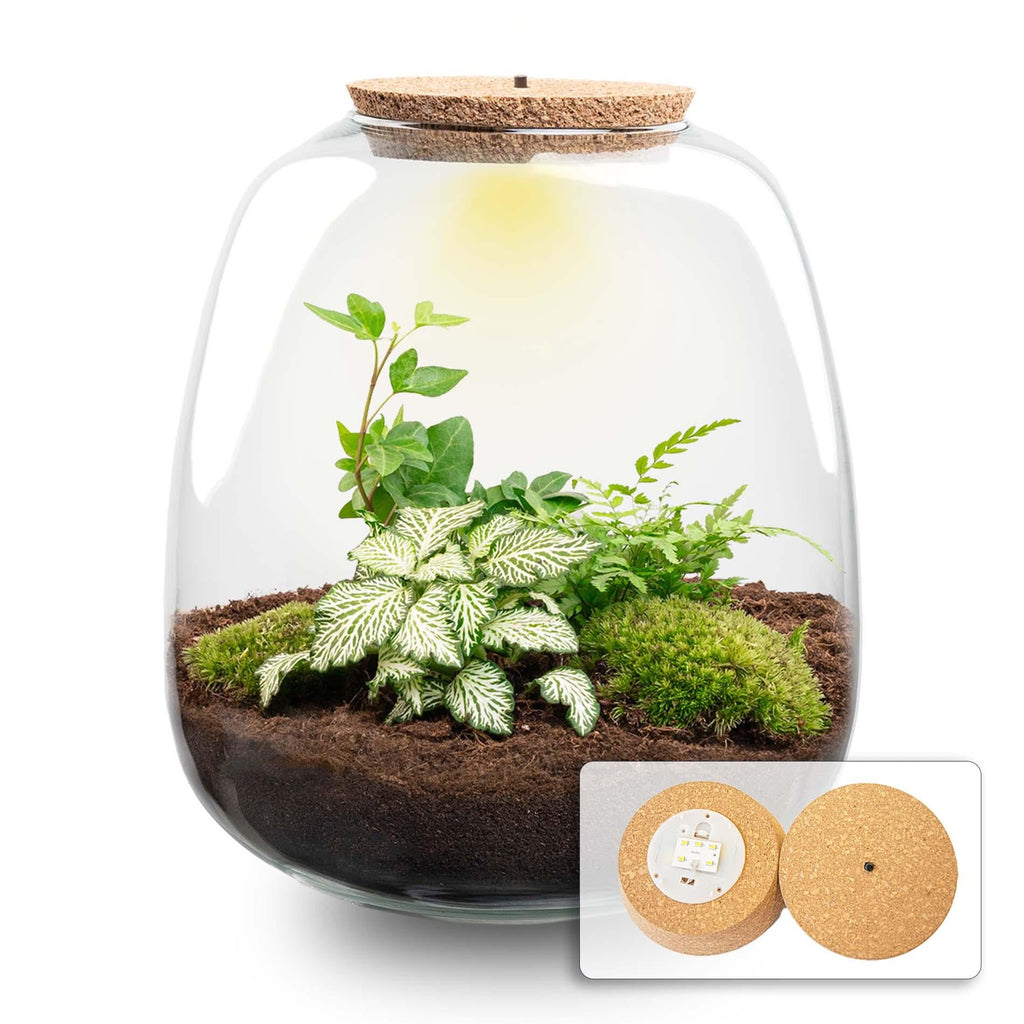 Pflanzen-Terrarium – Emma – DIY-Set – Ø23cm-↕25cm – Efeu Weiß Everspring