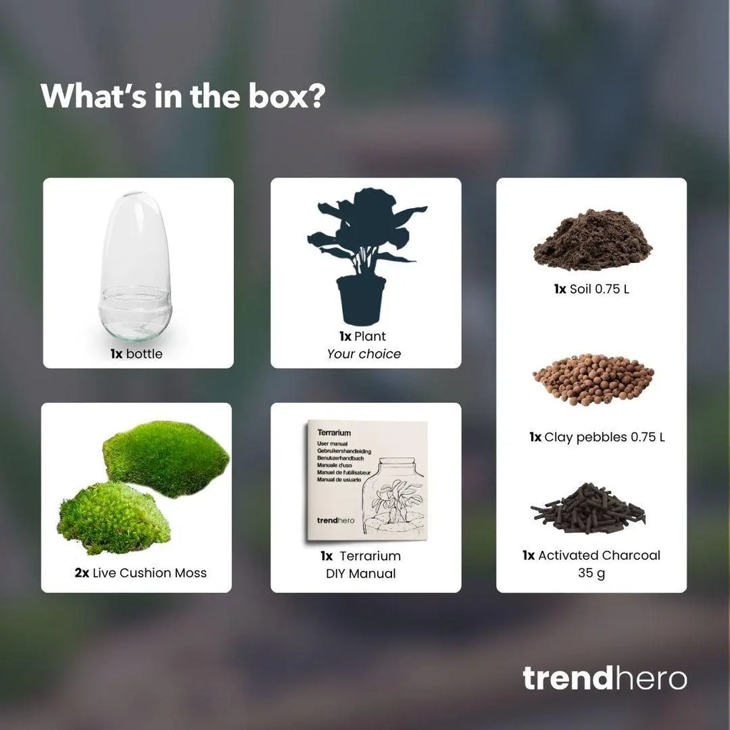 Flaschengarten - Egg Bonsai - ↕25cm Everspring